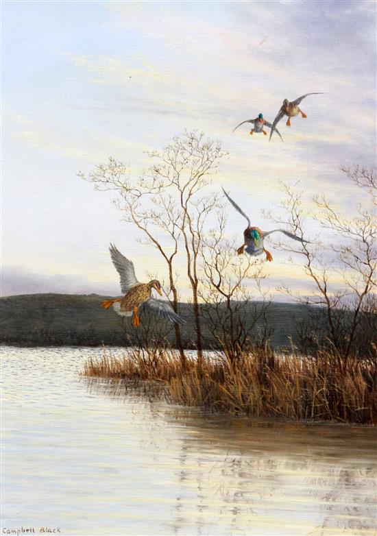 Geoffrey Campbell-Black Lake scenes with mallards, 14 x 18in. and 16 x 12in.